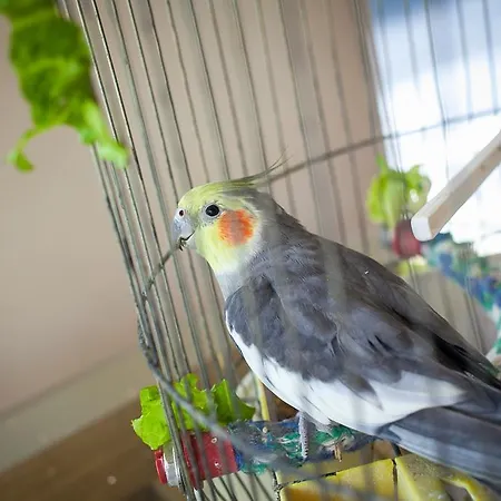 Park Perla 4* غولدن ساندز