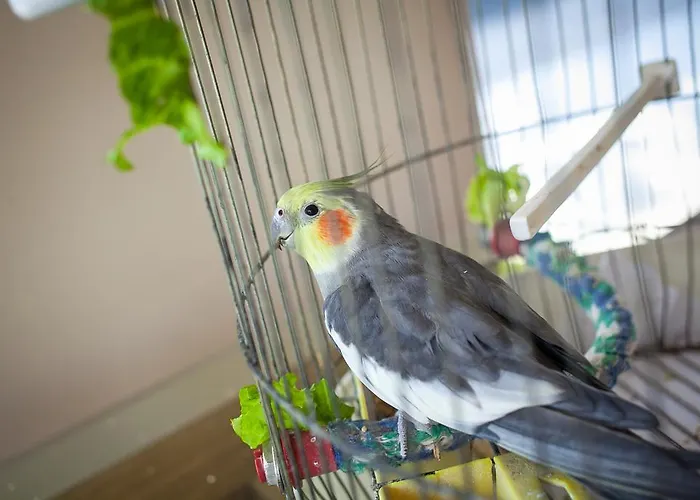 Park Perla 4* Golden Sands